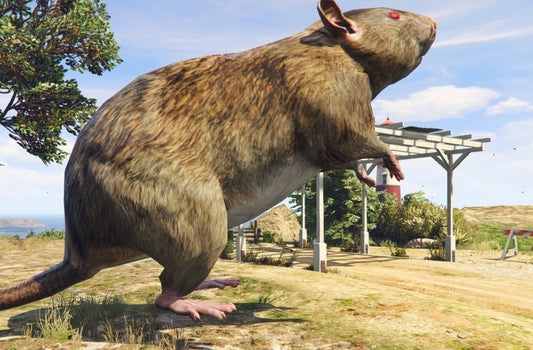 Giant Rat